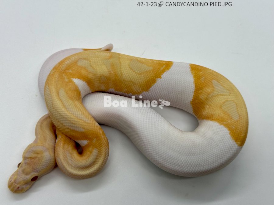 CANDY/CANDINO PIED